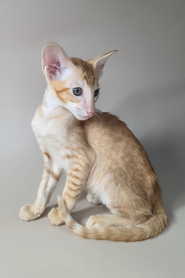 Khepri | Oriental Shorthair Kitten