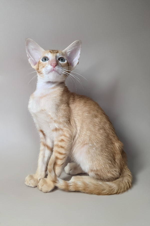 Khepri | Oriental Shorthair Kitten