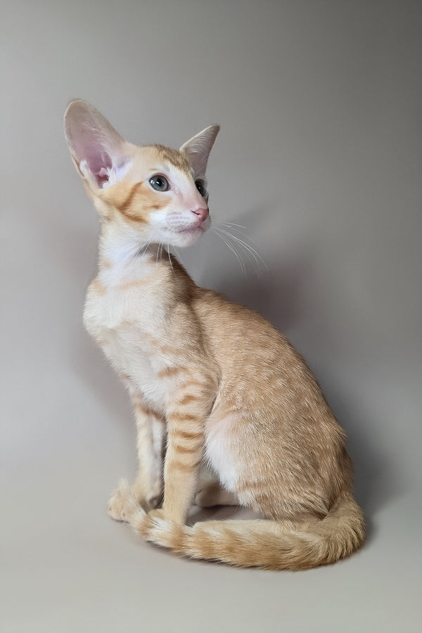 Khepri | Oriental Shorthair Kitten