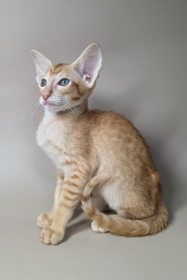 Khepri | Oriental Shorthair Kitten