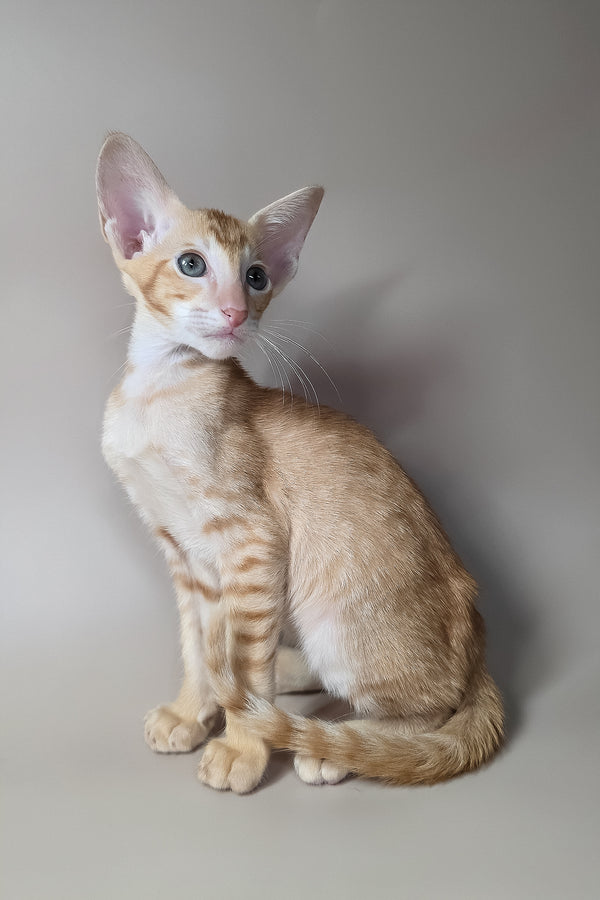 Khepri | Oriental Shorthair Kitten