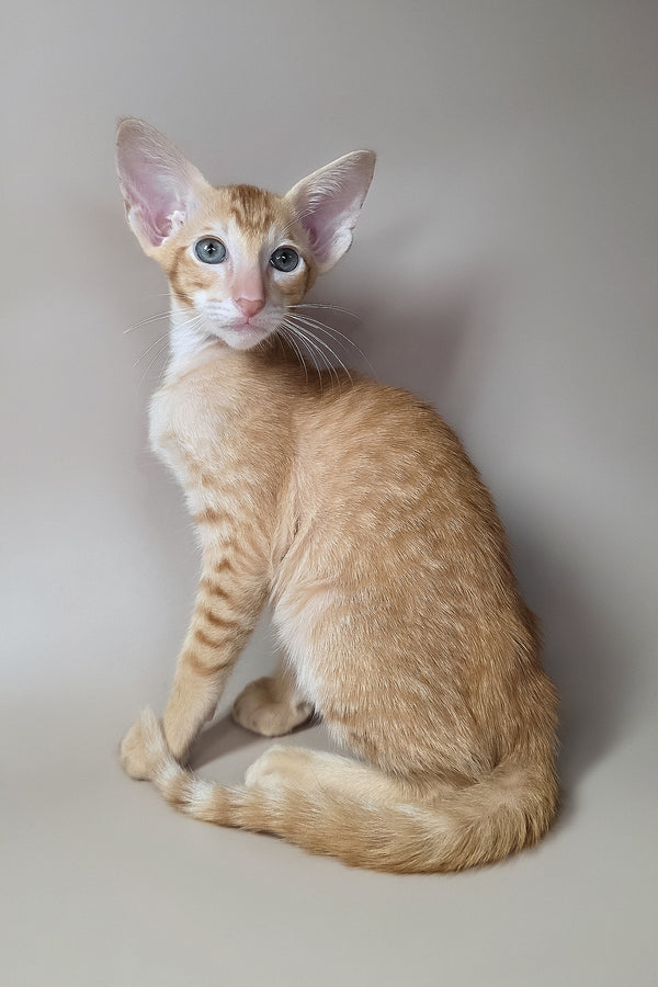 Khepri | Oriental Shorthair Kitten