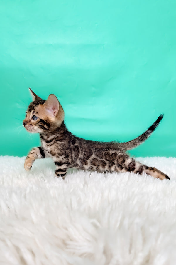 King | Bengal Kitten