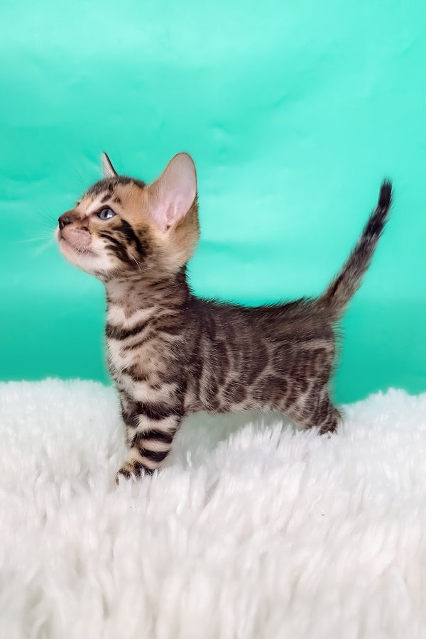 King | Bengal Kitten