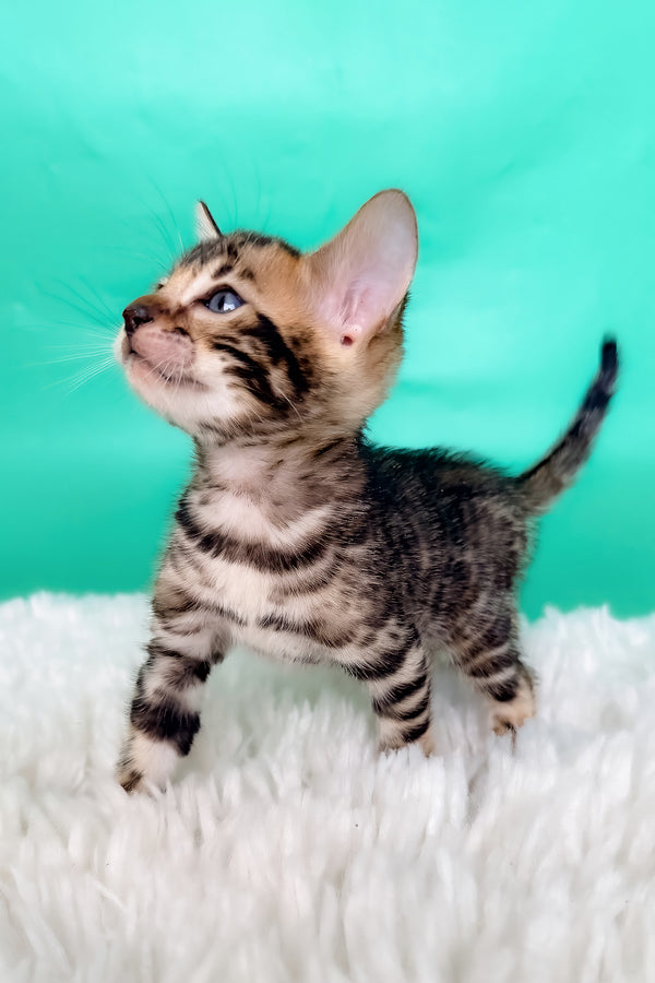 King | Bengal Kitten