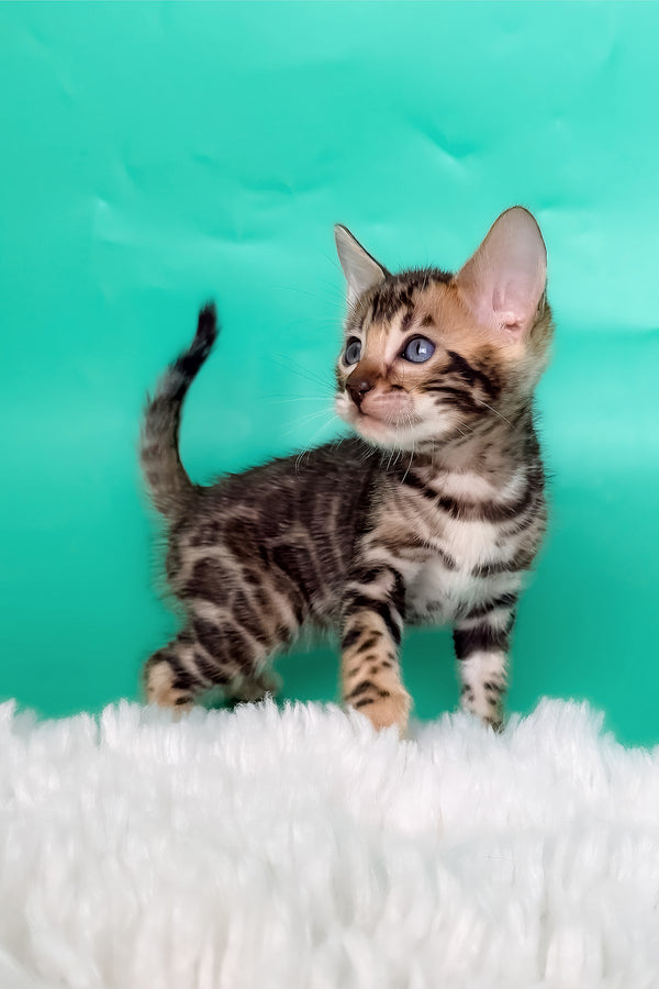 King | Bengal Kitten
