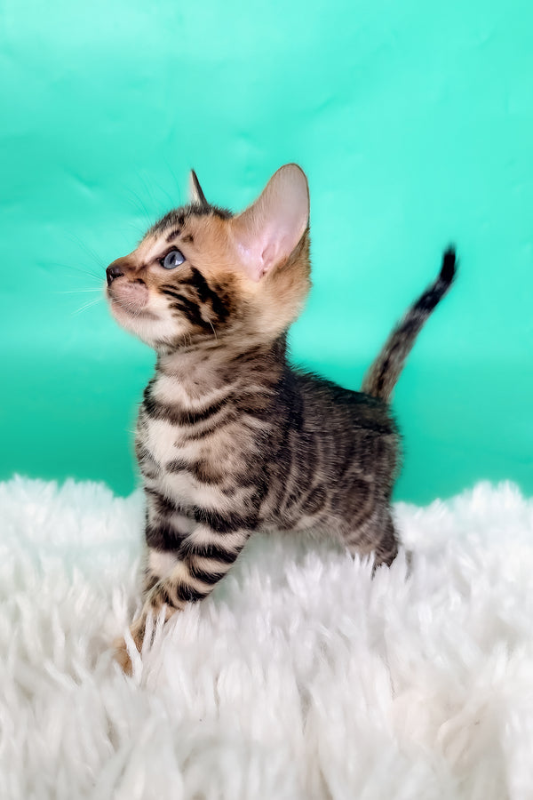 King | Bengal Kitten