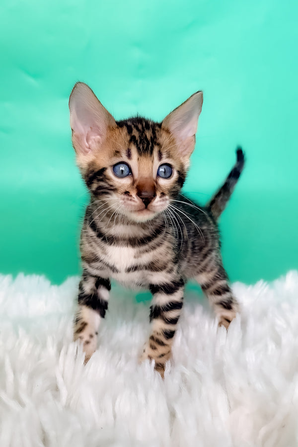 King | Bengal Kitten