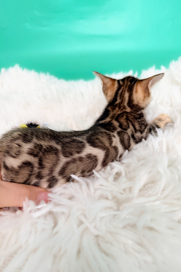 King | Bengal Kitten
