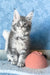 Kira | Maine Coon Kitten
