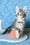 Kira | Maine Coon Kitten