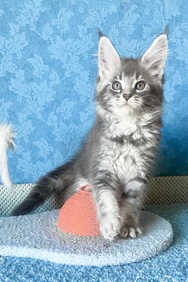 Kira | Maine Coon Kitten