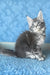 Kira | Maine Coon Kitten