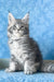 Kira | Maine Coon Kitten