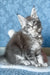 Kira | Maine Coon Kitten