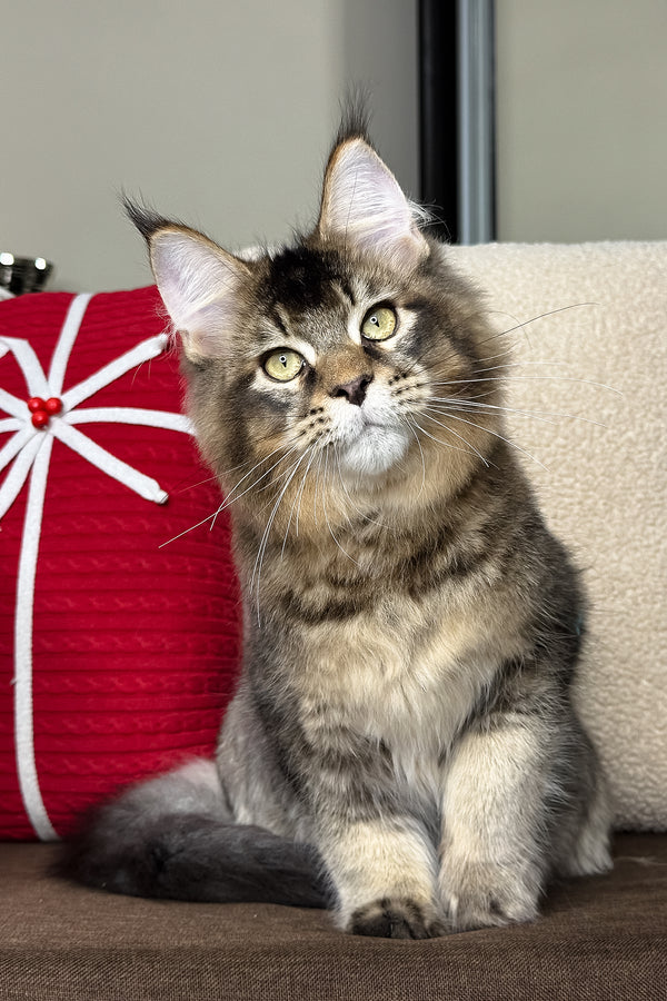 Kiwi | Maine Coon Kitten