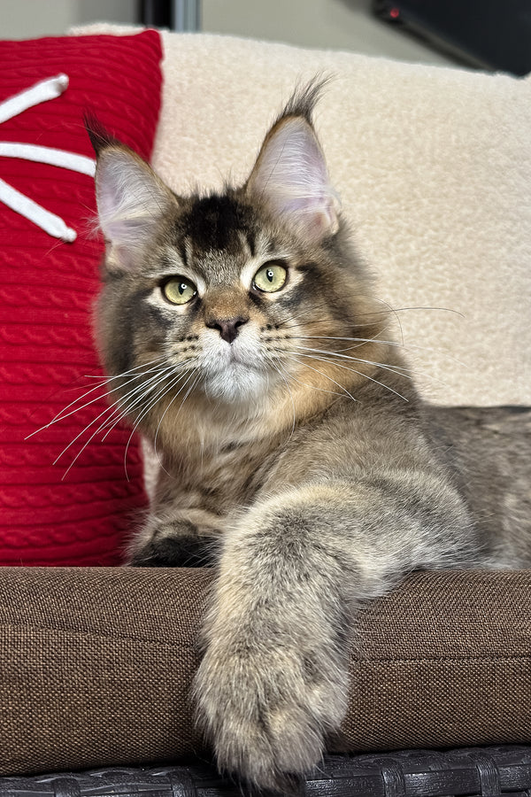 Kiwi | Maine Coon Kitten