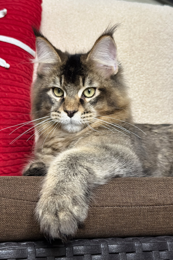 Kiwi | Maine Coon Kitten