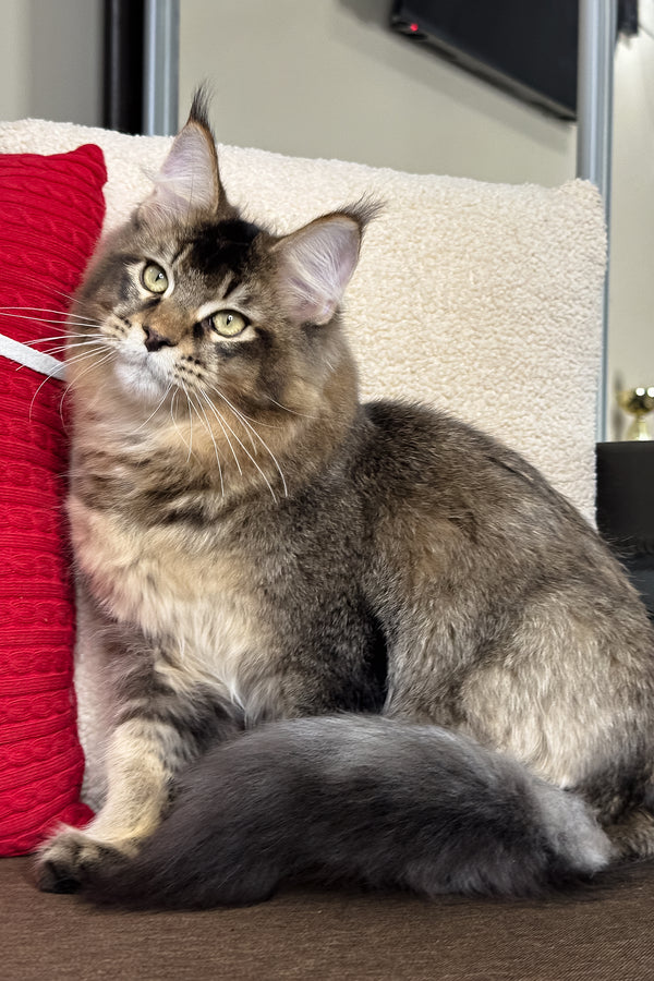 Kiwi | Maine Coon Kitten