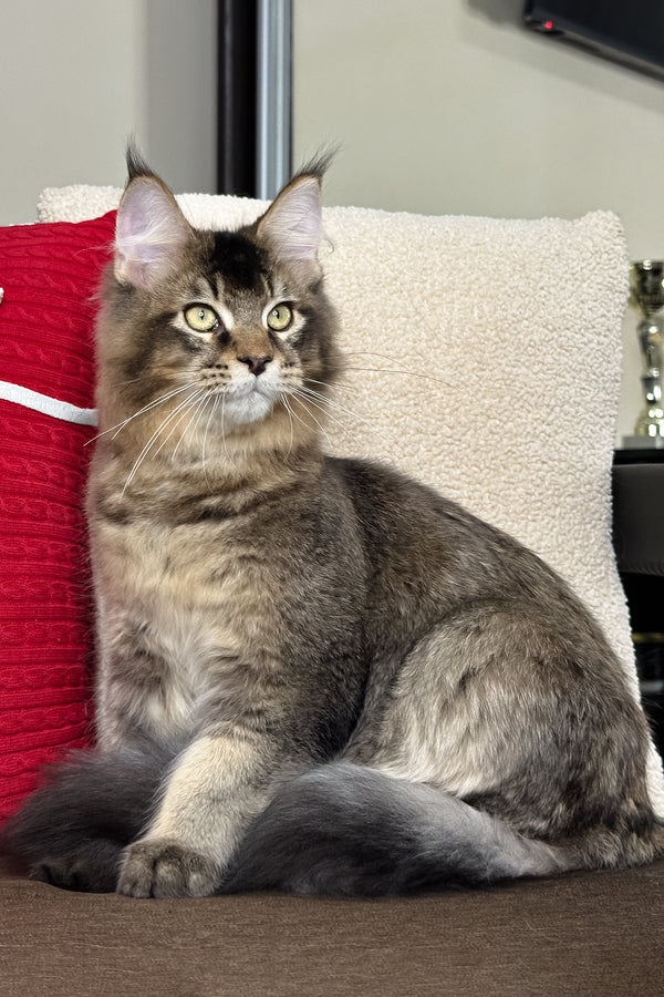 Kiwi | Maine Coon Kitten