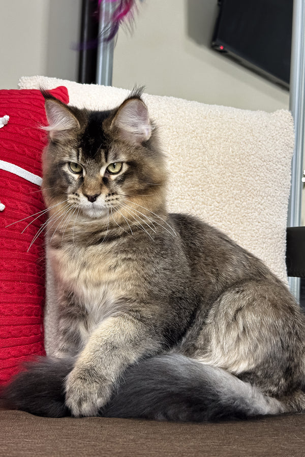 Kiwi | Maine Coon Kitten