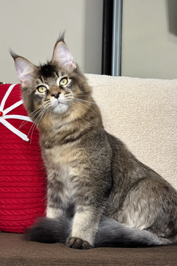 Kiwi | Maine Coon Kitten