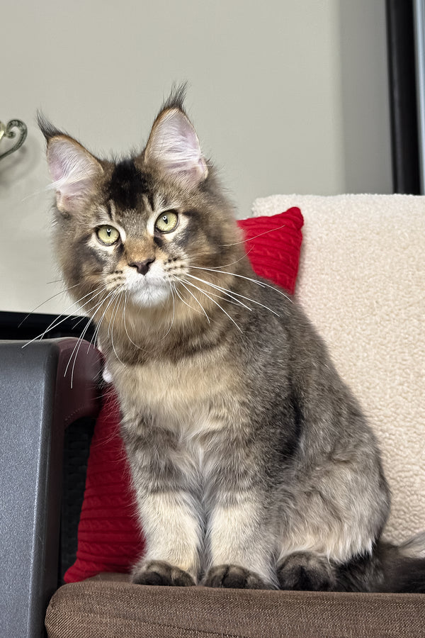 Kiwi | Maine Coon Kitten