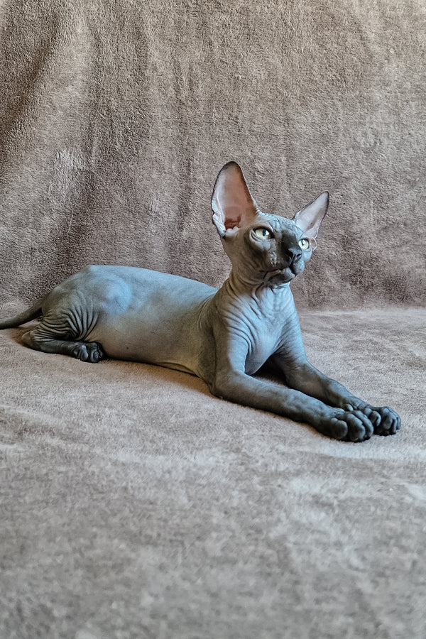 Lamura | Canadian Sphynx Kitten