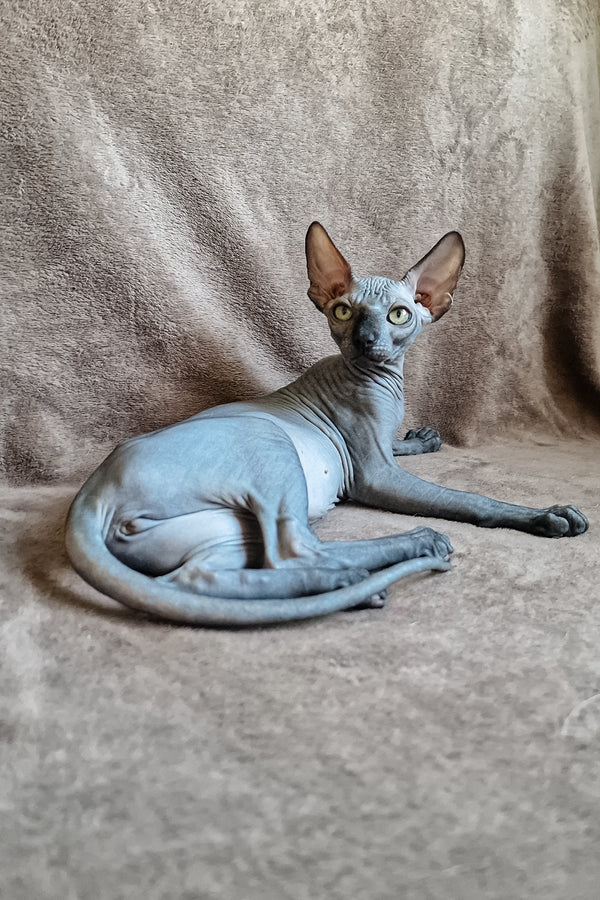 Lamura | Canadian Sphynx Kitten