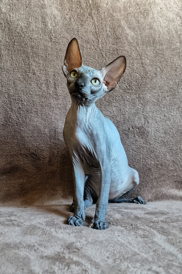 Lamura | Canadian Sphynx Kitten