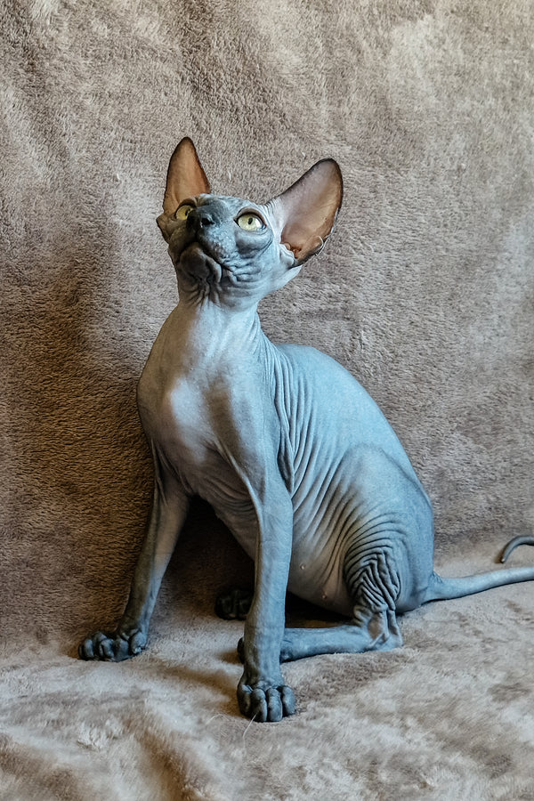 Lamura | Canadian Sphynx Kitten