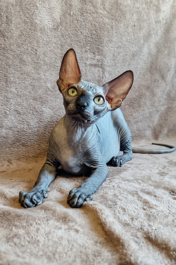 Lamura | Canadian Sphynx Kitten