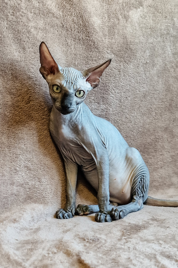 Lamura | Canadian Sphynx Kitten