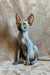 Lamura | Canadian Sphynx Kitten