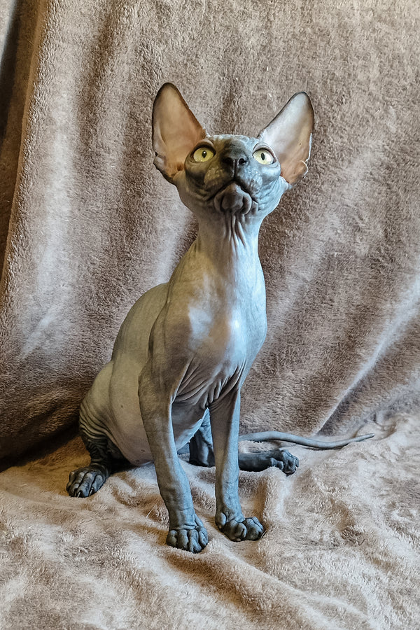 Lamura | Canadian Sphynx Kitten