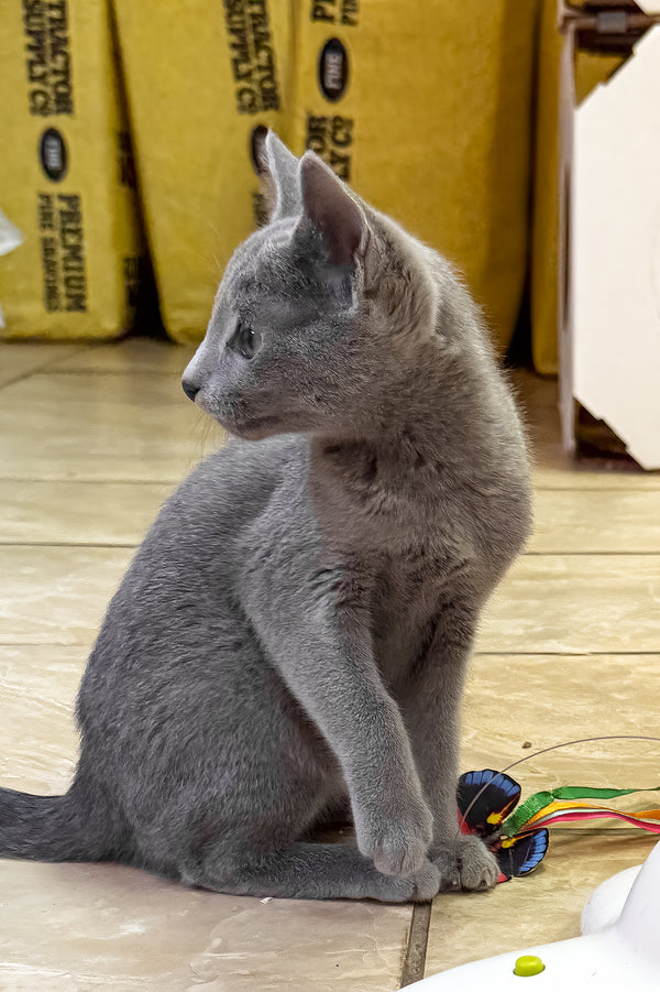 Laska | Russian Blue Kitten