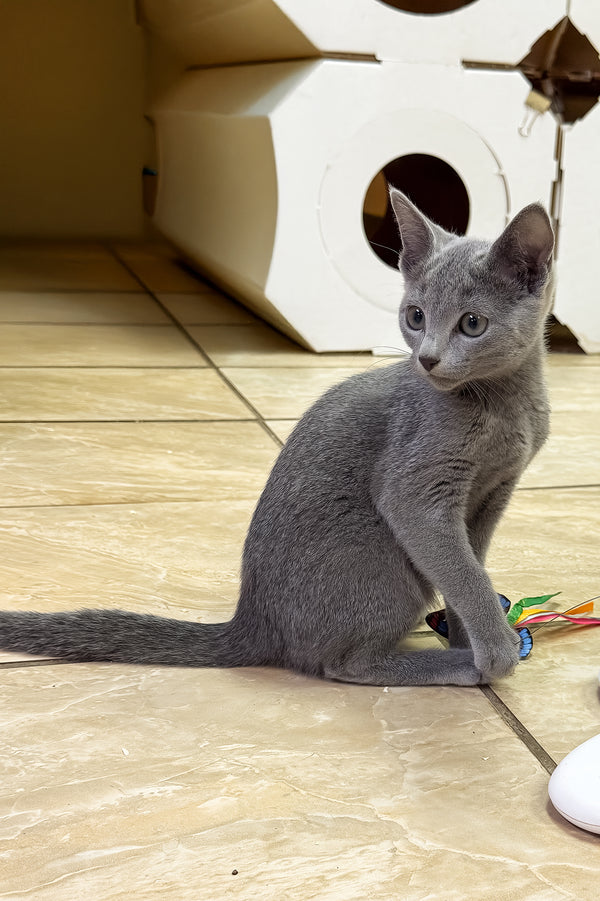 Laska | Russian Blue Kitten