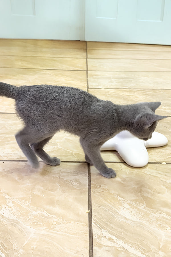 Laska | Russian Blue Kitten