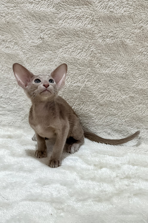 Lavinia | Oriental Shorthair Kitten