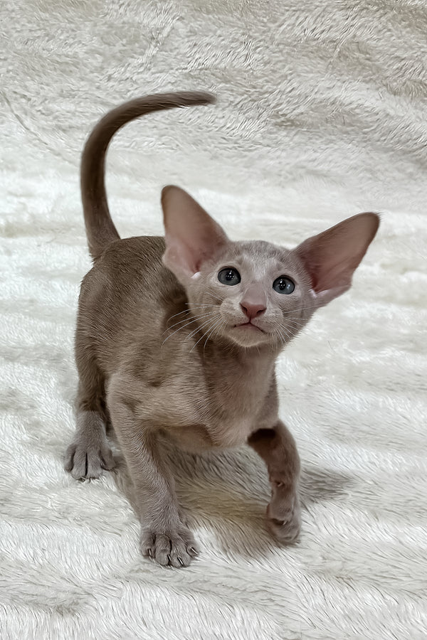 Lavinia | Oriental Shorthair Kitten