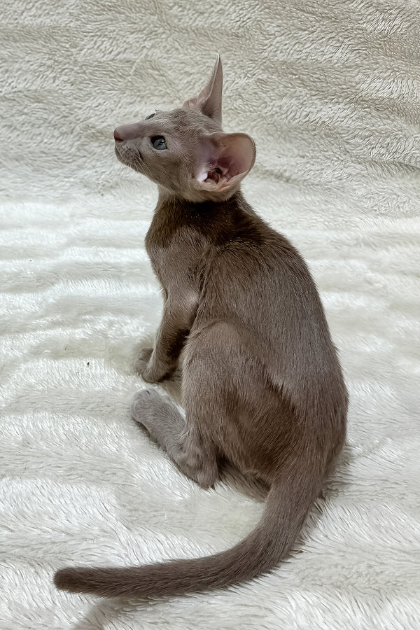 Lavinia | Oriental Shorthair Kitten