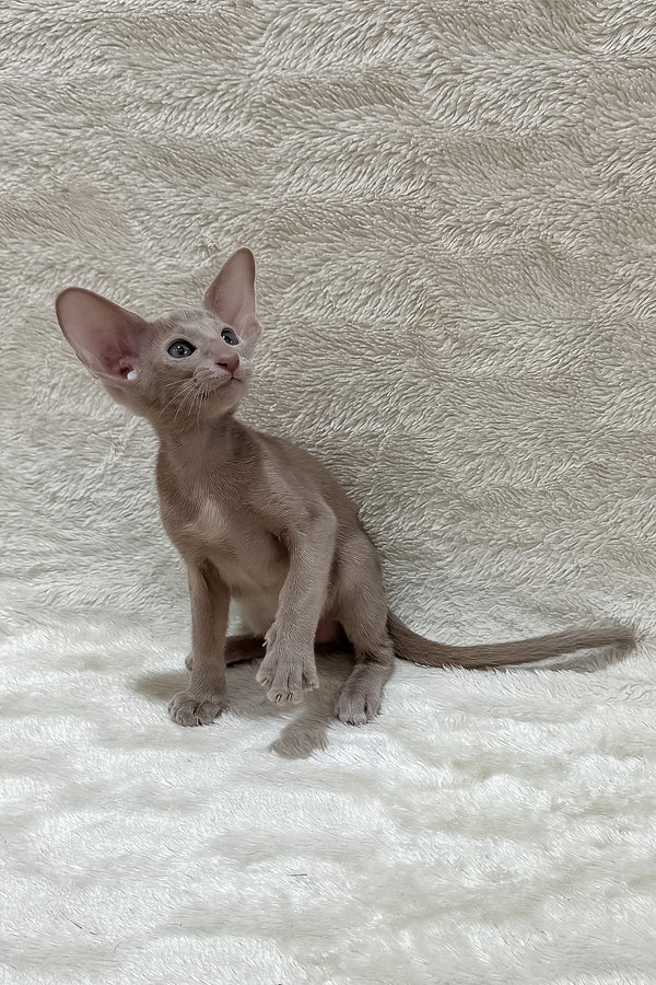 Lavinia | Oriental Shorthair Kitten