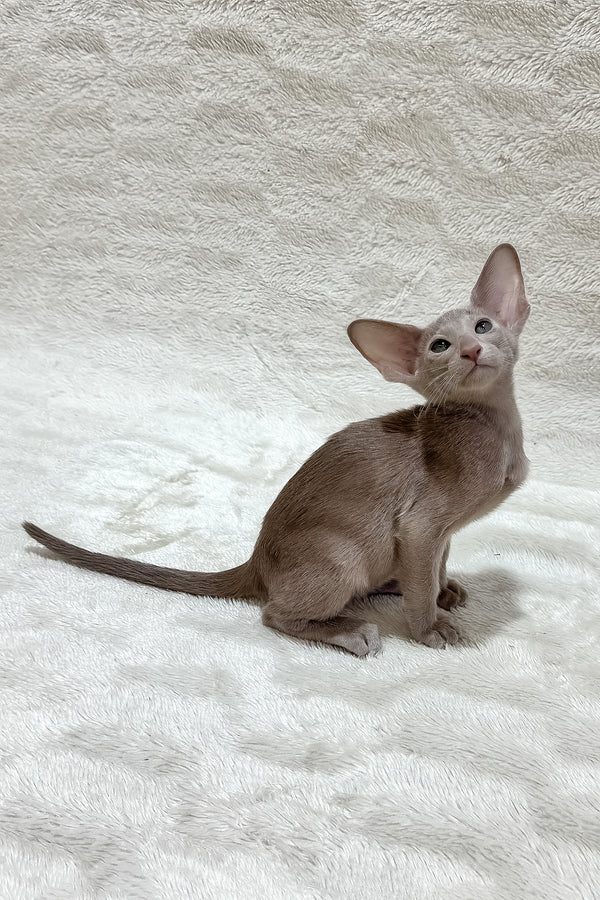 Lavinia | Oriental Shorthair Kitten