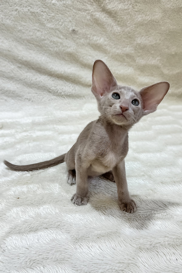 Lavinia | Oriental Shorthair Kitten