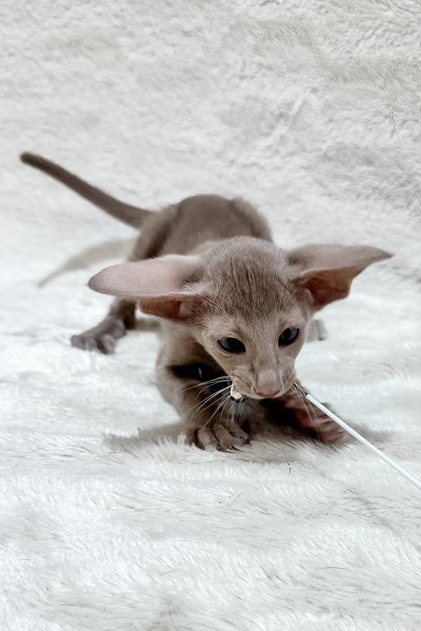 Lavinia | Oriental Shorthair Kitten