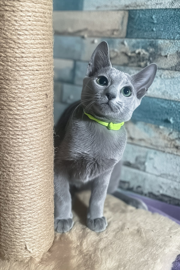 Lika | Russian Blue Kitten