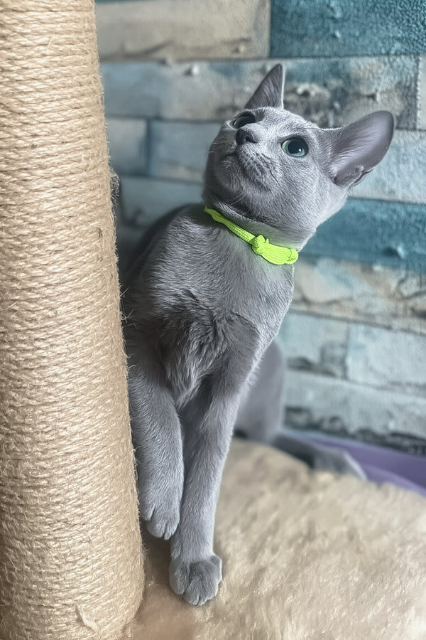 Lika | Russian Blue Kitten