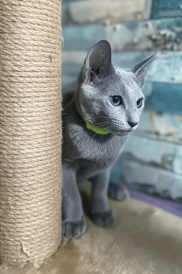 Lika | Russian Blue Kitten