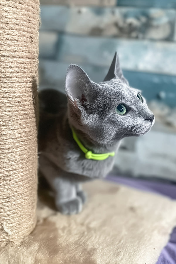 Lika | Russian Blue Kitten