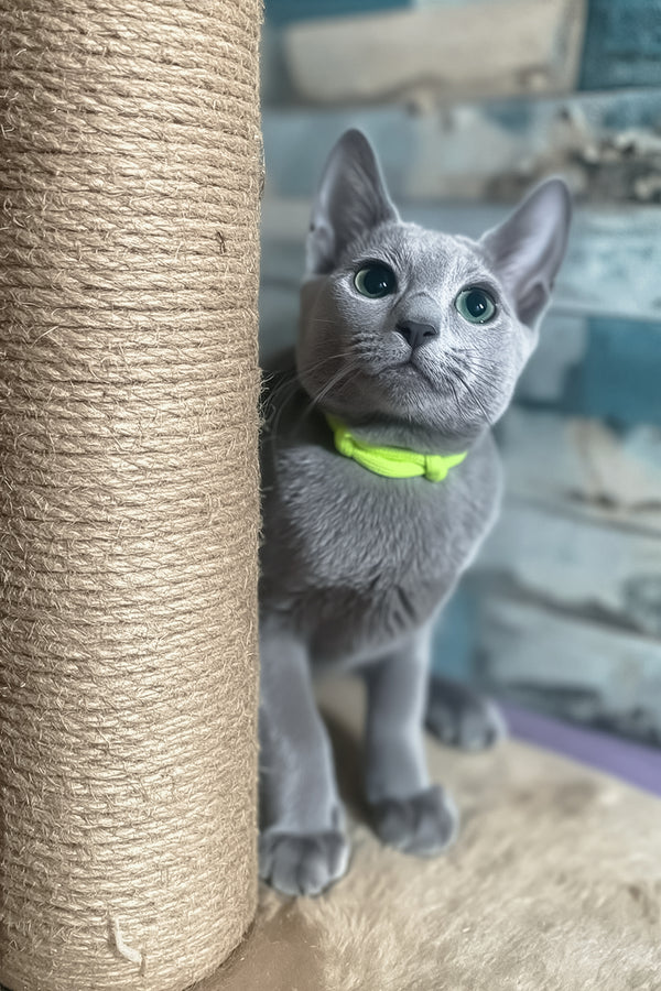 Lika | Russian Blue Kitten